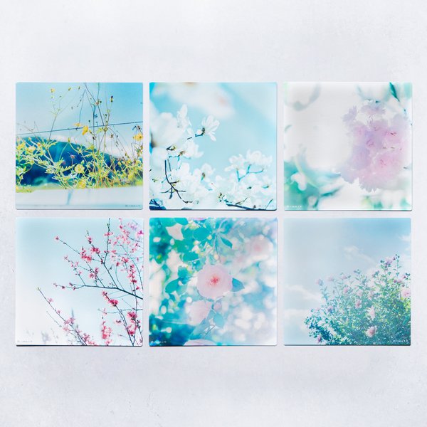 野花のしかくいポストカード - 選べる6枚セット（桜・ムクゲ・コスモス・キクモモ・木蓮・乙女椿）写真・正方形・6種類