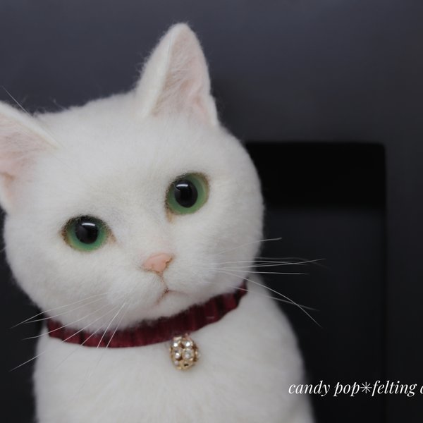 フレームイン　白猫