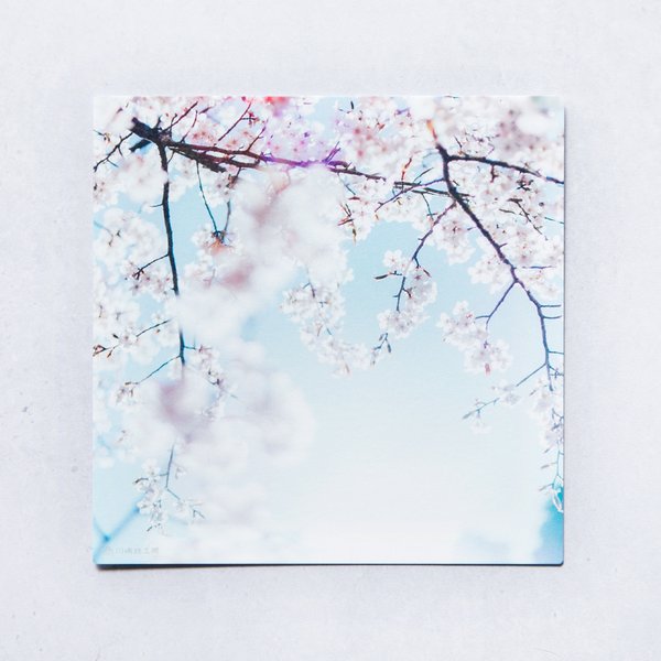 クマノザクラ④ 3枚セット（野花のしかくいポストカード）桜・さくら・写真・熊野・正方形・メッセージカード