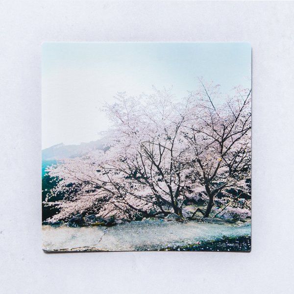 クマノザクラ① 3枚セット（野花のしかくいポストカード）桜・さくら・写真・熊野・正方形・写真・メッセージカード