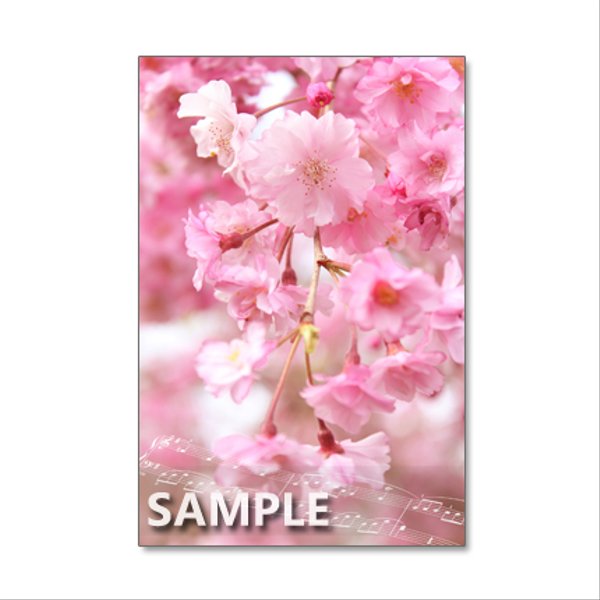 1039）セット　5枚選べるポストカード　色とりどりの桜・さくら・サクラ