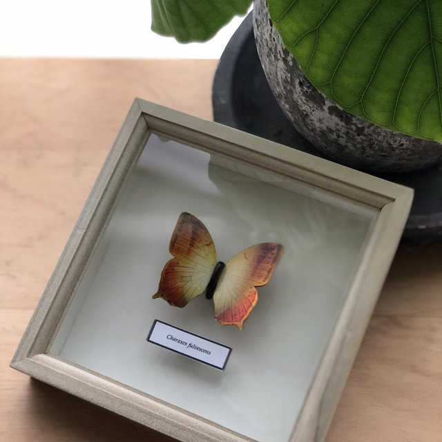 当店の記念日 木製蝶々標本ブローチ「ネジロフタオチョウ/Charaxes 