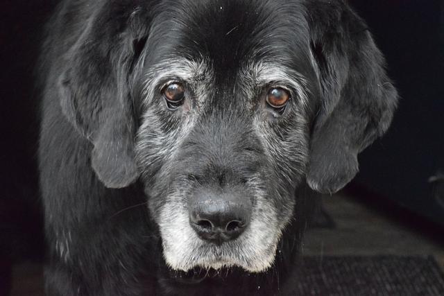 シニア犬＆猫、飼い主と「いっしょご飯」