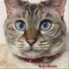 kyamcat0301さんのショップ