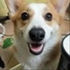 rincorgisさんのショップ