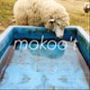 mokooooさんのショップ