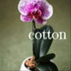 cotton-naoさんのショップ