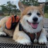 corgimikanさんのショップ