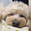 sleepdogさんのショップ