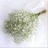 gypsophila21さんのショップ