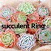 succulent01さんのショップ