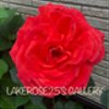 lakerose25さんのショップ