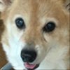 corgimamaさんのショップ