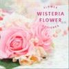 wisteriaflwさんのショップ