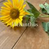 helianthusmmさんのショップ