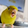 tskparakeetさんのショップ