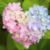 hydrangea680さんのショップ