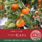 作品当農園オリジナル品種 夕日色の 紅みかん 5kg　(S以下サイズ) 　優品～家庭用 マルチ栽培 農園直送