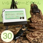 作品【いらすとかーどずかん】カブクワ 30種類 リングつき