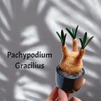 作品ちょこんと 可愛い パキポディウム グラキリス　ハンドメイド　ミニ　塊根植物　枯れないグラキリス フィギュア　置物　ミニチュア　プレゼント　インテリア