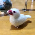 作品見つめるリアル白文鳥