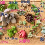 作品多肉植物 シェフの気まぐれサラダ小　普及種10〜15種詰め合わせ