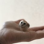 作品ミニミニメンフクロウ　tiny barn owl