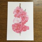 作品再販　桃の花　色鉛筆画　ポストカード3枚組