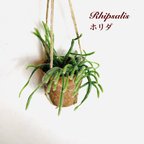 作品飾って楽しむ『リプサリス・ホリダ』ハンギングアロマ鉢　3号　観葉植物　インテリア　壁掛け