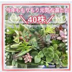 作品苗屋さんの多肉植物