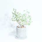 作品＼送料無料／≪ 観葉植物 ≫お庭やベランダで育てるユーカリ・ポポラスの鉢植え｜ざらっとした風合いの手づくりモルタル鉢