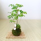 作品「シマトネリコとユキノシタとヒナソウ」の苔玉