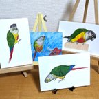 作品ワキコガネインコウロコインコ4枚組ポストカード【変更可能】