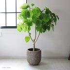 作品20％off　＜植木鉢カバー＞グレー 8号