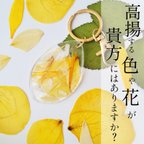 作品〖花晨〗黄色い花弁のバッグチャーム