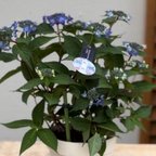 作品希少品種　吉岡麗子育種山紫陽花『藍姫』5寸ポット　1苗
