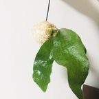 作品【No015】❨ イキイキとした葉の大きいネザーランドの苔玉 ❩ ビカクシダ