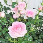 作品再入荷🌺花苗 ミニバラ オプティマ チュチュ 3.5号ポット ピンク 花壇 寄せ植え 鉢植え 庭植え 庭 玄関 プレゼント