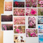 作品Lサイズの写真・コスモスの花・夕景と早朝の写真23枚セット(L033)