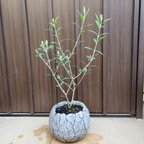 作品オリーブの木　エルグレコ　ワイルドロックテラコッタ鉢植え　観葉植物　苗　苗木