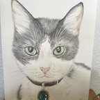 作品色鉛筆画 ハチワレ猫
