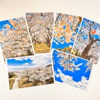 作品桜　風景写真　ポストカード