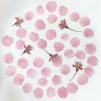 作品桜　さくら　サクラの押し花　花材　素材　押し花アート対応　ピンク　