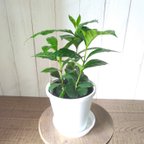 作品希少　コーヒーの木　３株植え　4号鉢　観葉植物　樹形綺麗　テーブルサイズ