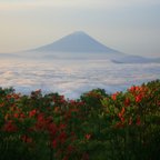 作品レンゲツツジ咲く甘利山から富士山を望む