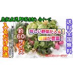 作品おまかせ冬野菜詰め合わせ約60サイズ入るだけ発送