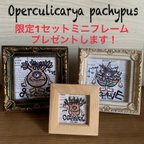 作品ミニサイズプレゼント！フレーム付き★2個セット商品★グラキリス★アガベ