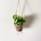 作品オキシカルジュウム『ブラジル』木の香る鉢　ハンギング　壁掛け　インテリア　観葉植物