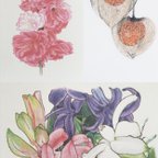 作品初春の3枚組　色鉛筆画　ポストカード