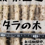 作品[農家直送]トゲがあるタラの木 宅急便コンパクトいっぱい(タラノキ茶)タラの芽　